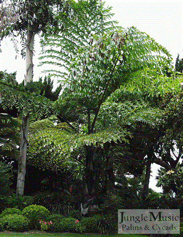 Caryota gigas garden